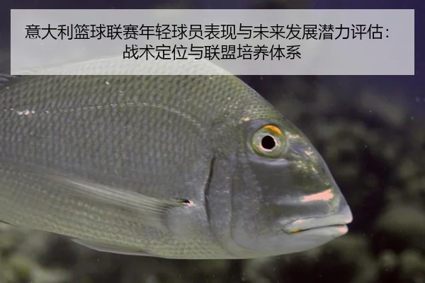 意大利篮球联赛年轻球员表现与未来发展潜力评估：战术定位与联盟培养体系